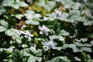 Strawberryleaf raspberry(Rubus pedatus)