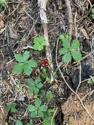 Strawberryleaf raspberry(Rubus pedatus)