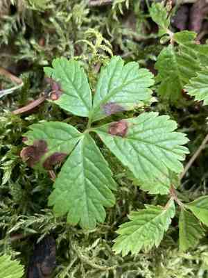 Strawberryleaf raspberry(Rubus pedatus)