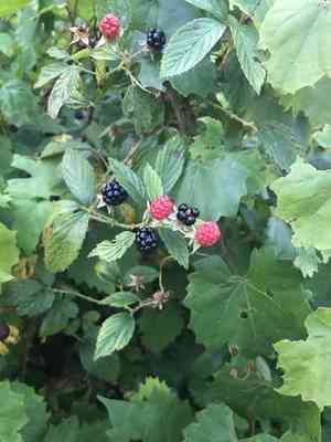 Pennsylvania blackberry(Rubus pensilvanicus)