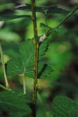 Pennsylvania blackberry(Rubus pensilvanicus)