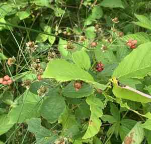 Pennsylvania blackberry(Rubus pensilvanicus)