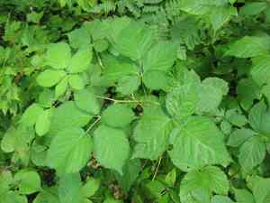 Pennsylvania blackberry(Rubus pensilvanicus)