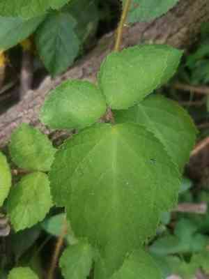 Wineberry(Rubus phoenicolasius)