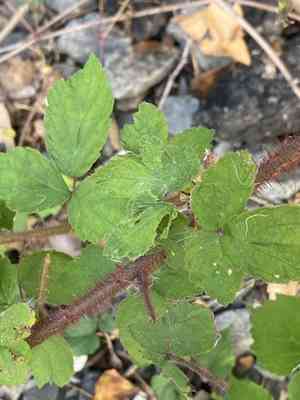 Wineberry(Rubus phoenicolasius)