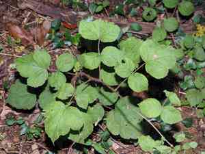Wineberry(Rubus phoenicolasius)
