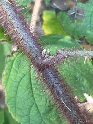 Wineberry(Rubus phoenicolasius)