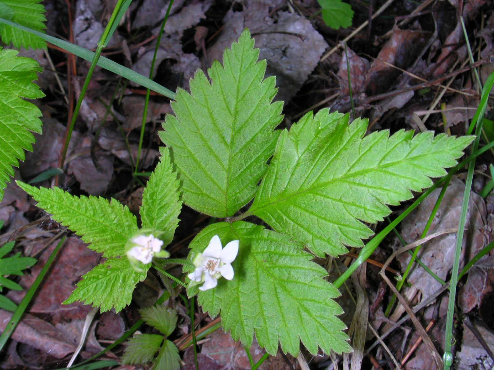 Dwarf Red Blackberry (Rubus pubescens) Care Guide: Pests, Diseases ...