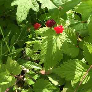 Dwarf Red Blackberry(Rubus pubescens)