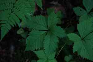 Dwarf Red Blackberry(Rubus pubescens)