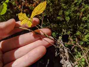 Dwarf Red Blackberry(Rubus pubescens)