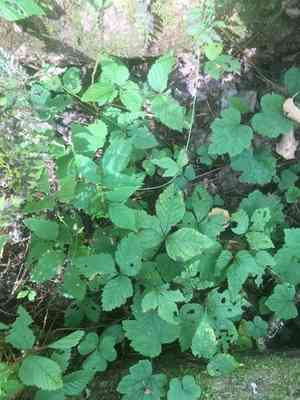 Dwarf Red Blackberry(Rubus pubescens)