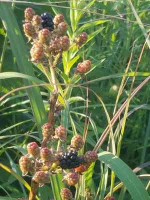 Rose blackberry(Rubus rosa)