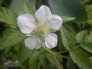 Roseleaf bramble(Rubus rosifolius)
