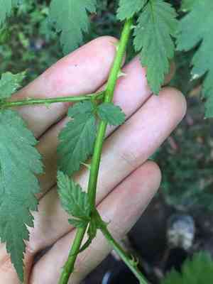 Roseleaf bramble(Rubus rosifolius)