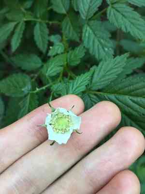 Roseleaf bramble(Rubus rosifolius)