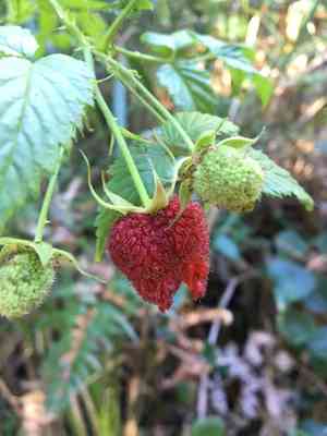 Roseleaf bramble(Rubus rosifolius)