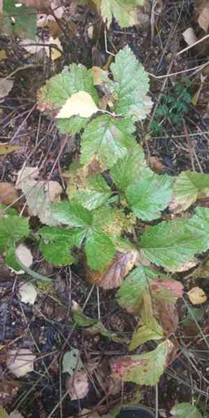 Stone bramble(Rubus saxatilis)