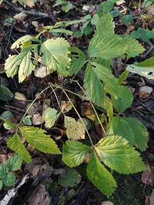 Stone bramble(Rubus saxatilis)