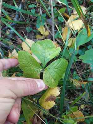 Stone bramble(Rubus saxatilis)