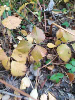 Stone bramble(Rubus saxatilis)