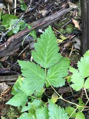 Salmonberry(Rubus spectabilis)