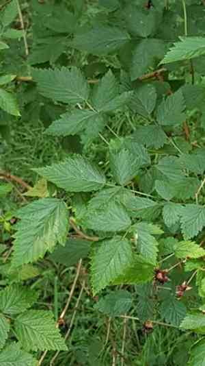Salmonberry(Rubus spectabilis)