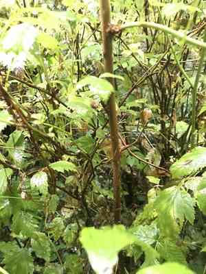 Salmonberry(Rubus spectabilis)