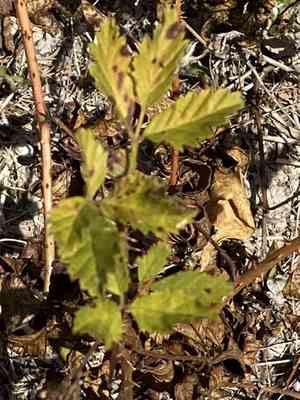 Southern dewberry(Rubus trivialis)