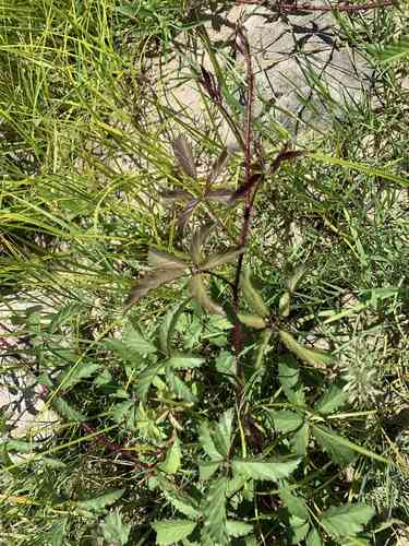 Southern dewberry(Rubus trivialis)