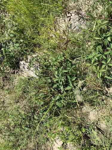 Southern dewberry(Rubus trivialis)