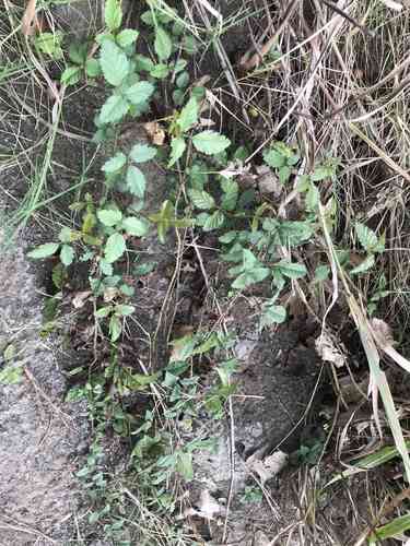 Southern dewberry(Rubus trivialis)