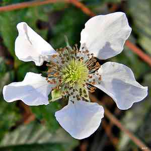 Southern dewberry(Rubus trivialis)