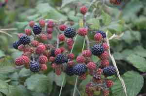 Elmleaf blackberry(Rubus ulmifolius)