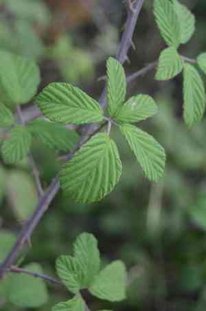 Elmleaf blackberry(Rubus ulmifolius)