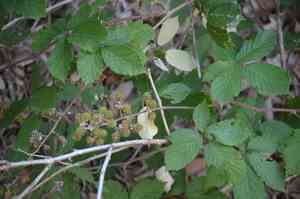 Elmleaf blackberry(Rubus ulmifolius)