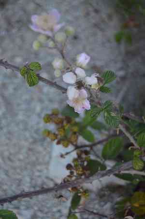Elmleaf blackberry(Rubus ulmifolius)