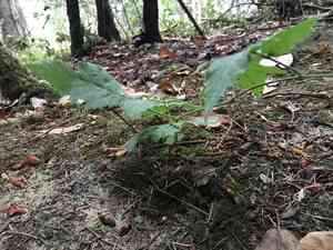 California blackberry(Rubus ursinus)