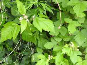 California blackberry(Rubus ursinus)