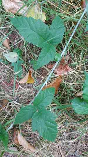 California blackberry(Rubus ursinus)