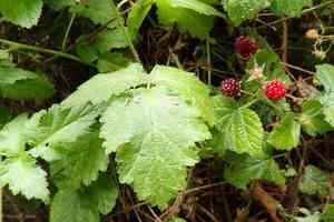 California blackberry(Rubus ursinus)