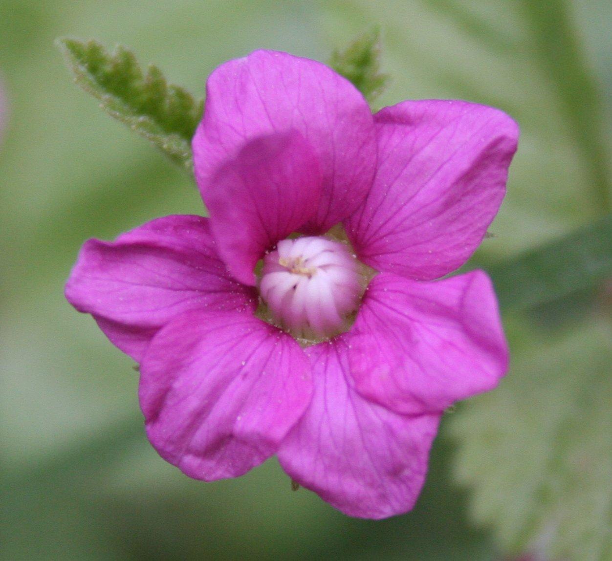 Brambles (Rubus) (Rubus) Care Guide: Pests, Diseases, Watering ...