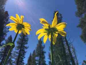 California coneflower(Rudbeckia californica)