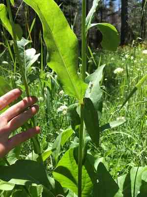 California coneflower(Rudbeckia californica)