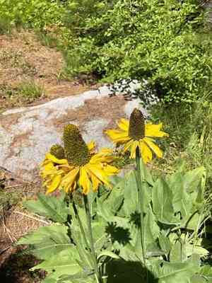 California coneflower(Rudbeckia californica)