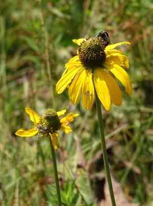 California coneflower(Rudbeckia californica)