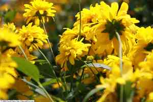 Cutleaf coneflower(Rudbeckia laciniata)