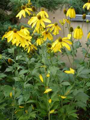 Cutleaf coneflower(Rudbeckia laciniata)