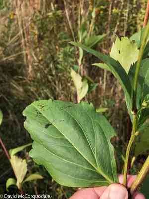 Cutleaf coneflower(Rudbeckia laciniata)