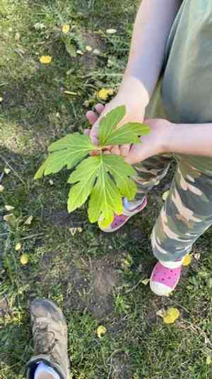Cutleaf coneflower(Rudbeckia laciniata)